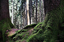 Wald (2v9)_t.jpg